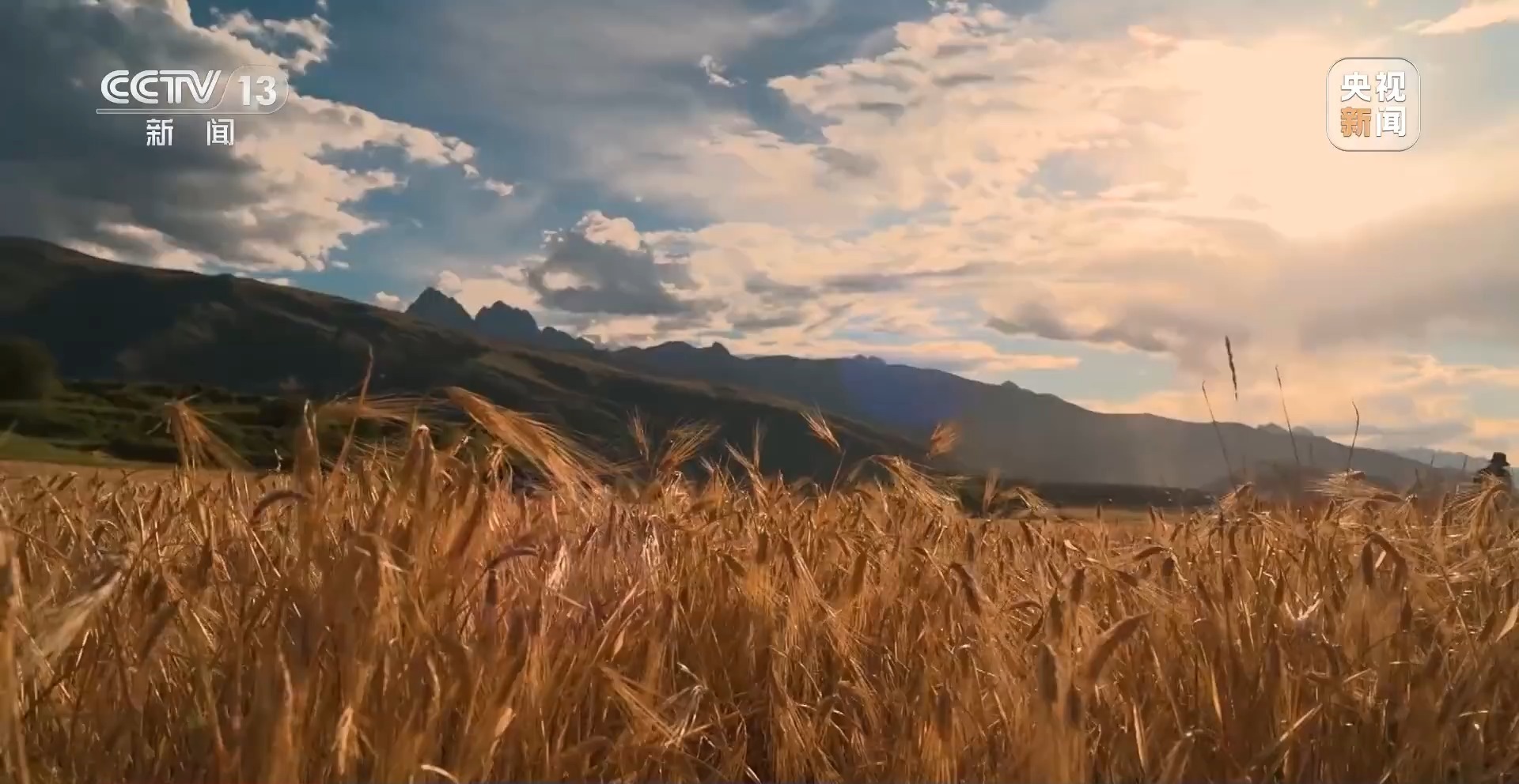 新聞周刊 | 青稞熟，畫卷展 見證豐收喜悅，賦能飼料生產新篇